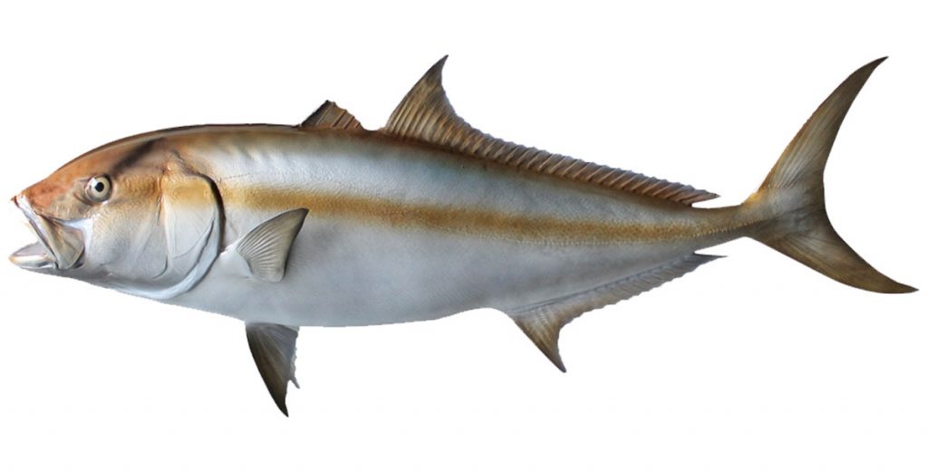 Amberjack