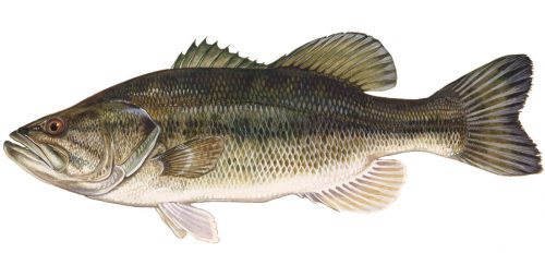 bass